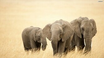 Elephants Wallpaper