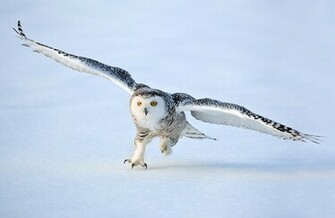 Snowy Owl Wallpaper Pictures Desktop Background One HD
