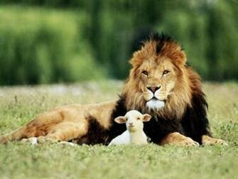 Buddha Quotes Online Lion Showing Peace Towards Lamb And