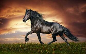 Shiny Black Horse Widescreen HD Wallpaper