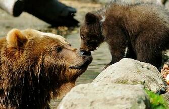 Wallpaper Photo Bucket Wildlife Of Planet The Day Awesome Animal