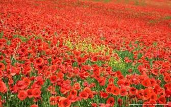 Field Of Poppies Nature Wallpaper Image Featuring Flowers And Plants