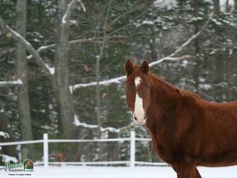 Cute Horses Wallpaper Horse