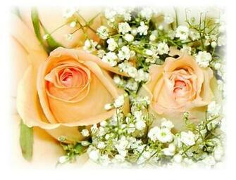 Downlaod Peach Rose