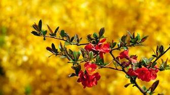 Beautiful Flowers Wallpaper At Wallpaperbro