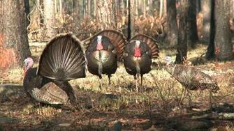 Realtree Hunting