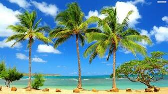 Palms On Beach Wallpaper
