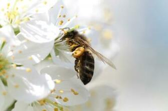 Bee Wallpaper Nice