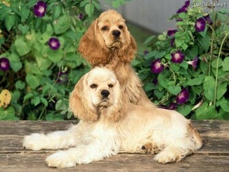 Parede Cocker Spaniel C Es Fotos Imagens E Wallpaper No Walldesk
