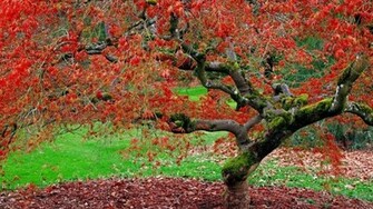 Autumn Tree Wallpaper