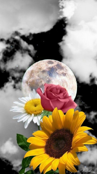 Ana Padilla On Sunflowers And Roses Wallpaper