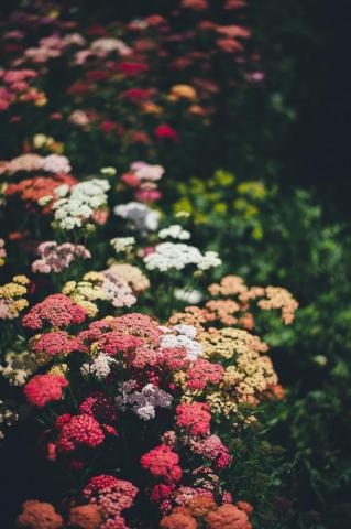Wallpaper Id Wildflower Flower Field Garden And
