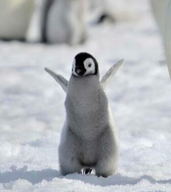 Of The Cutest Baby Penguin Pictures You Ll See