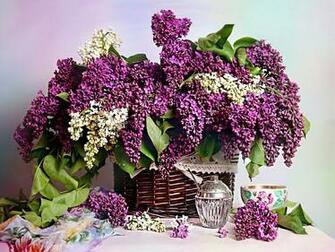 Pure High Definition HD You Can Cool Desktop Image For