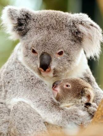 Koala Bear Mother And Baby Wallpaper HD