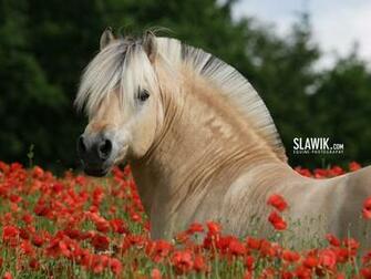 Wallpaper Horses