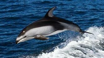 Dolphin Desktop Pc And Mac Wallpaper