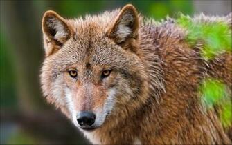 Wallpaper Wild Forest Wolf Brown Tree Animals Picsfab