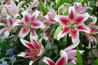Stargazer Lily Graphics Code Comments Pictures