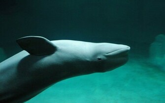 Beluga Whales Wallpaper Category Animals HD