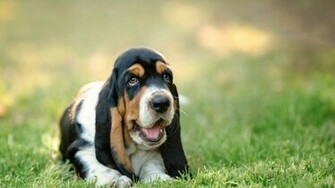 Current Location Home Animals Dogs Basset Hound Wallpaper