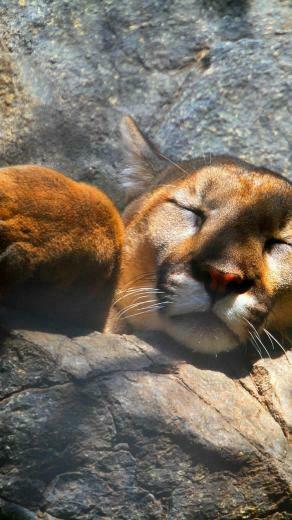 iPhone Plus Wallpaper Animals