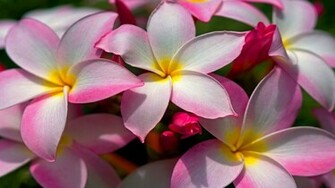 Flowers Plumeria Wallpaper