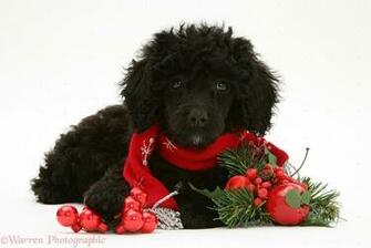 Pin Miniature Poodle Black