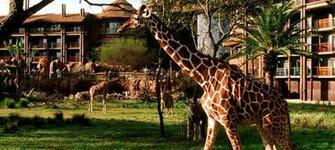 Kidani Animal Photo Kingdom Villas Wallpaper