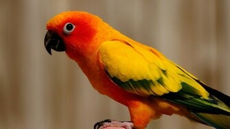 Wallpaper Orange Parrot X Full HD