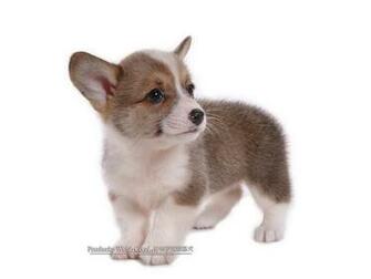 Corgi Wallpaper Herding Dogs Pembroke Welsh And