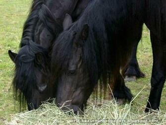 Beautiful Wallpaper Friesian Horse Pictures