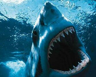 Shark Night 3d Wallpaper GossiPad