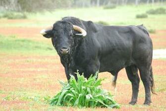 Fighting Bull Wallpaper In Nature