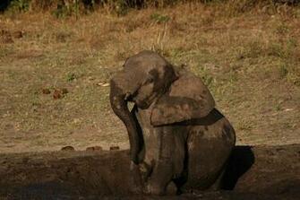 From Cute Little Thing Here Are Pictures Of Baby Elephants