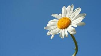 Wallpaper Daisy Flower Sky Summer Flowers