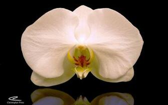 White Orchid On A Black Background Wallpaper And Image