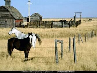 Horses And Old Farm Buildings Are Surrounded By Golden Grass In The