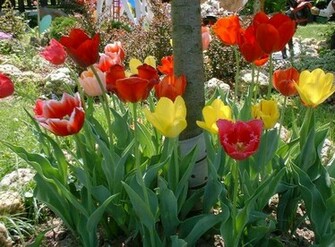 Spring Scenes Wallpaper From Wilstar