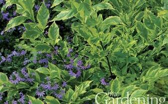 Fine Gardening Wallpaper Issue