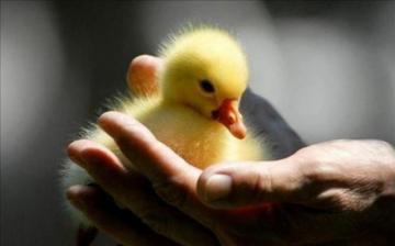 Baby Duck Wallpaper For