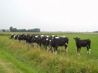 Cow Wallpaper Image And Animals Pictures