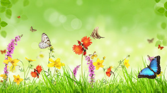 Spring 4k Full HD Background Rare Gallery
