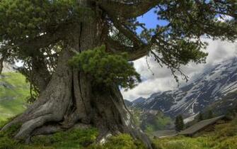 Enormous Tree Desktop Pc And Mac Wallpaper