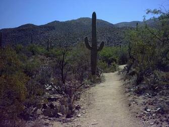 Hikes Trails At The Park Friends Of Saguaro National