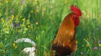 Red Junglefowl Rooster Coq Bankiva Ou Sauvage Gallus