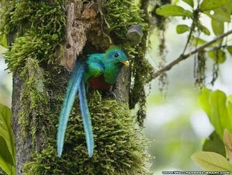 Wallpaper Birds Picture Photo