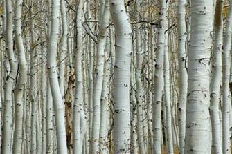 Silver Birch Wallpaper Home Dreams And Idea S