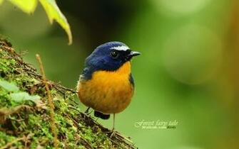 Spring Lovely Bird Wallpaper Animal