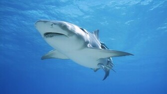Underwater Theme Wallpaper High Definition